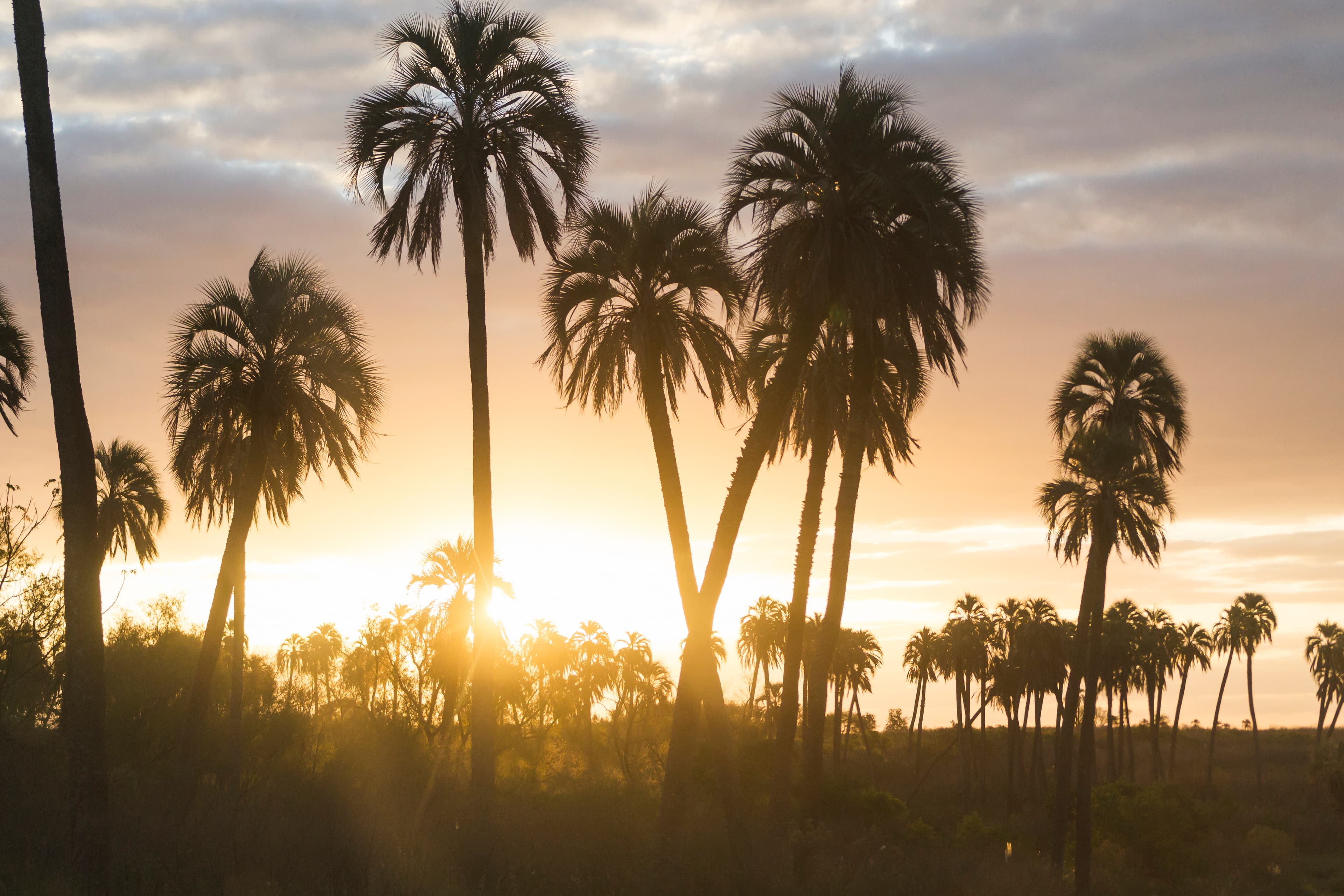 Tall palm trees against a sunset sky