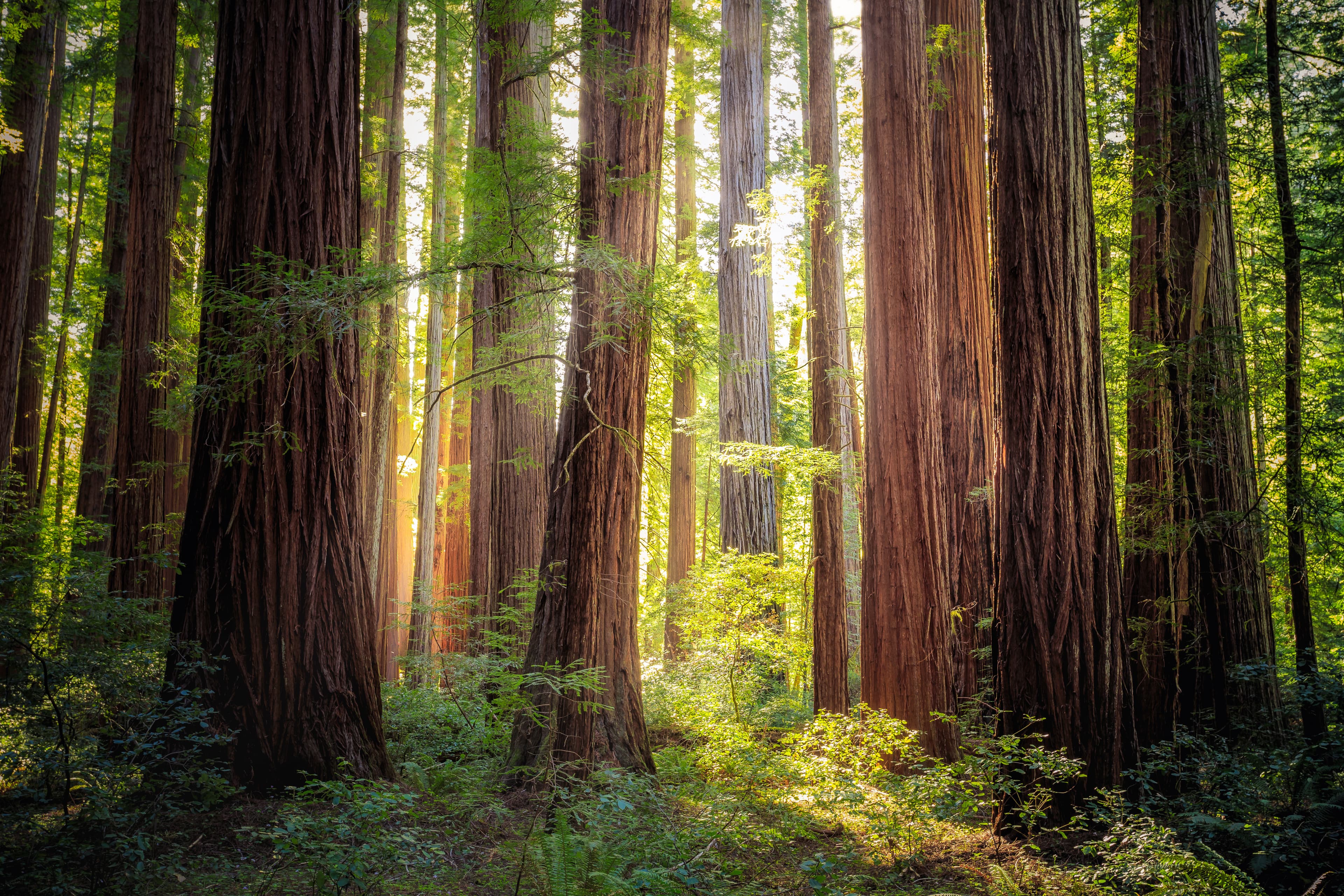 Sunlight filtering through a grove of towering California redwoods