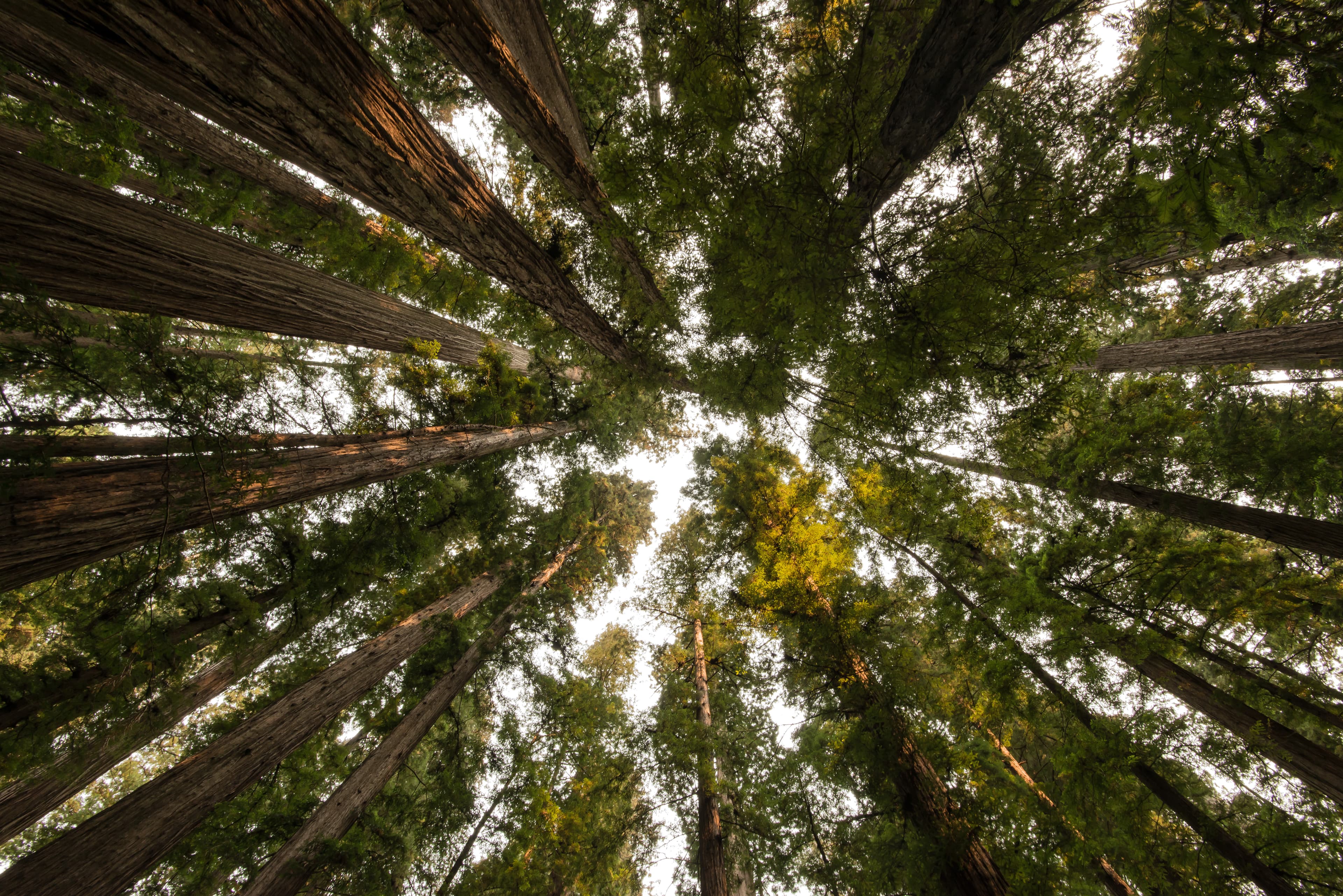 Looking up the trunks of towering redwoods toward a sunlit forest canopy